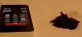 VidiVert Video...