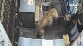 VidiVert Video...
